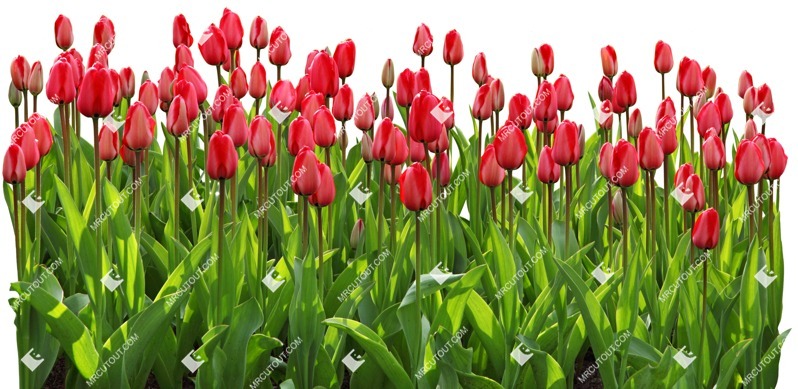 Png flower cut out vegetation (4336)