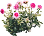 Cut out flower png vegetation (4213) - miniature