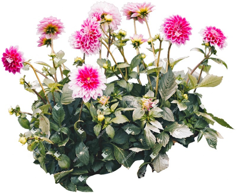 Cut out flower png vegetation (4358)