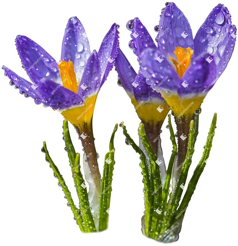 Cutout flower png vegetation (4359)