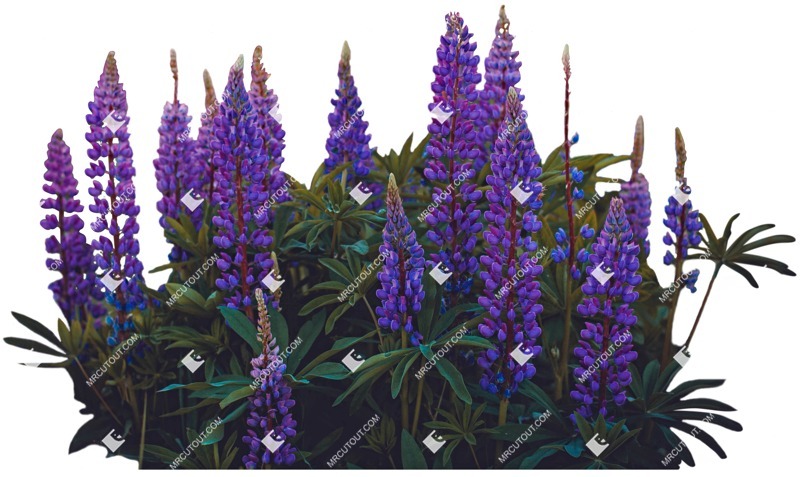 Png flower plant cutouts (4404)