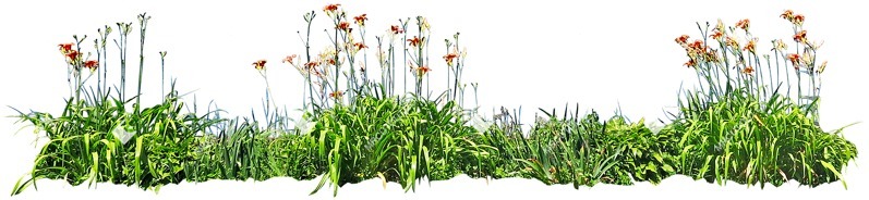 Png flower cut out vegetation (4436)