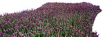Cut out flower png vegetation (4318) - miniature