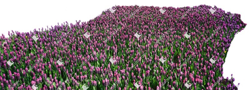 Cut out flower png vegetation (4458)