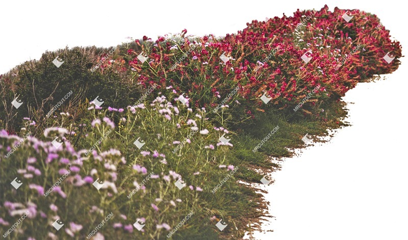 Cutout flower png vegetation (4459)