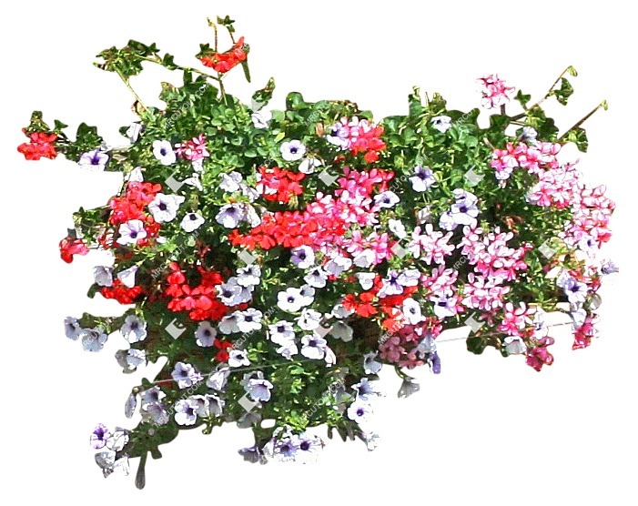 Png flower vegetation png (4487)