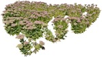 Cutout flower vegetation png (5147) - miniature