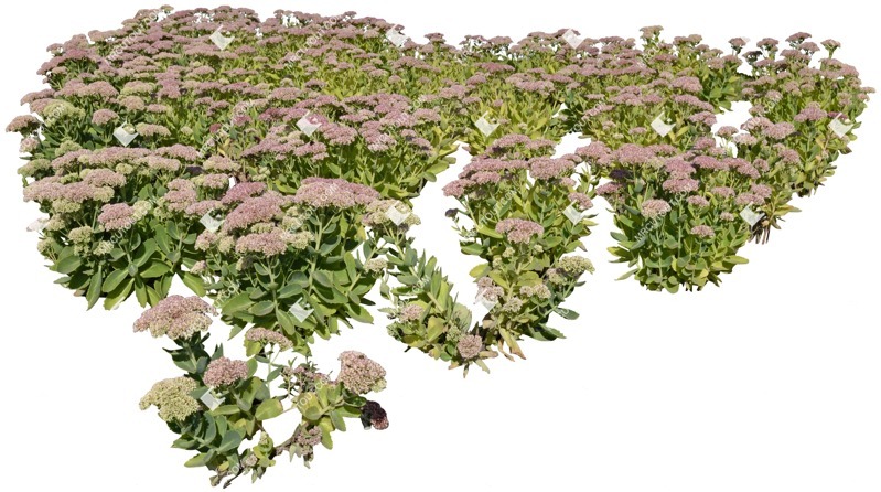 Cutout flower vegetation png (5246)