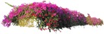 Cut out flower png vegetation (3922) - miniature