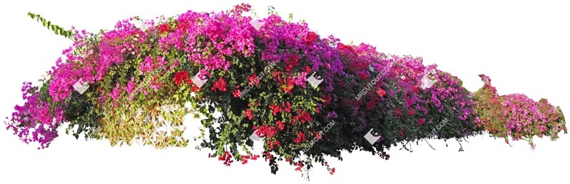 Cut out flower png vegetation (4062)