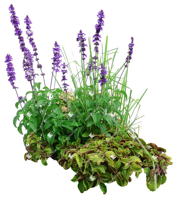 Cutout flower cut out vegetation (8273)