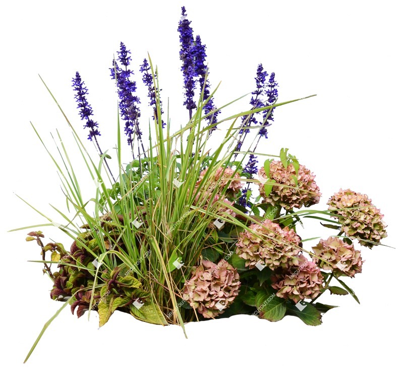 Png flower cut out vegetation (8272)