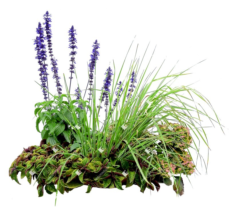 Png flower cut out vegetation (8226)