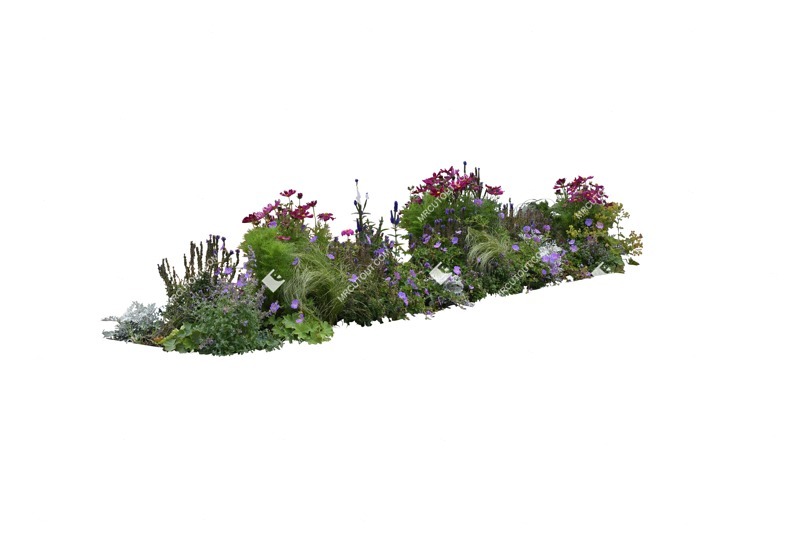 Cut out flower png vegetation (12029)