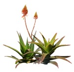 Png flower aloe perfoliata plant cutouts (7776) - miniature