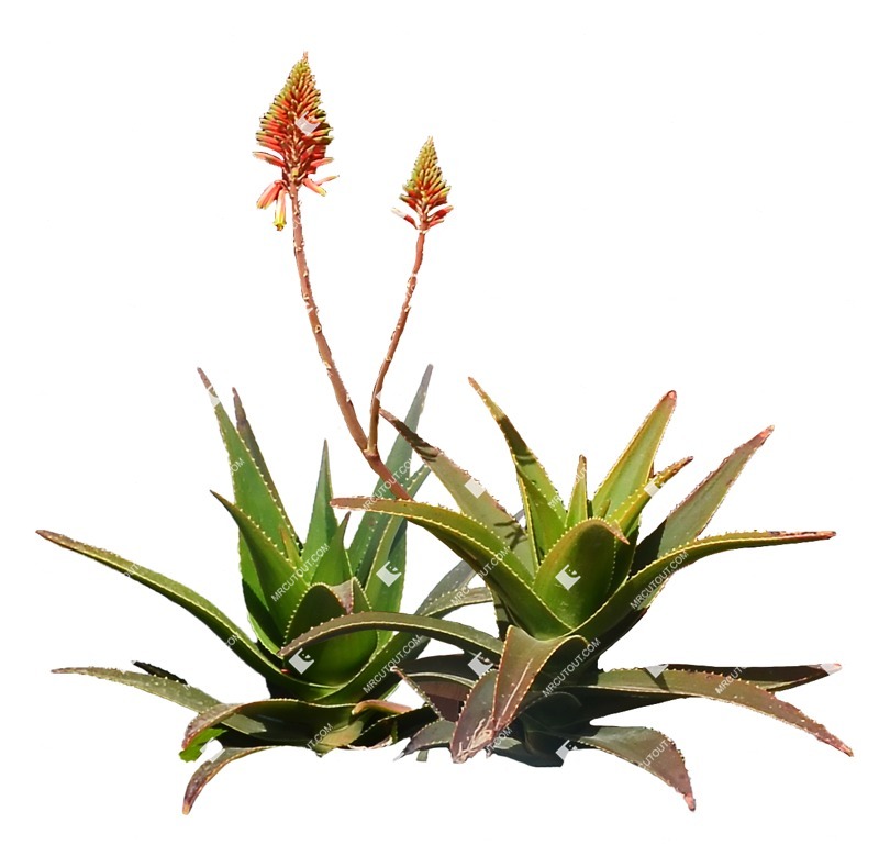 Png flower aloe perfoliata plant cutouts (7656)