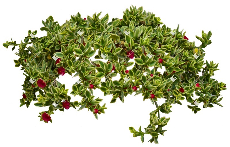Cutout flower aptenia cordifolia plant cutouts (7689)