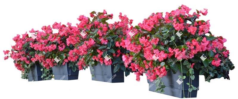 Cutout flower begonia semperflorens cut out vegetation (9421)