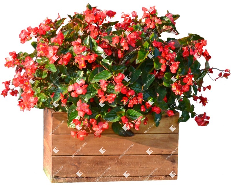 Cut out flower begonia semperflorens cut out vegetation (9422)