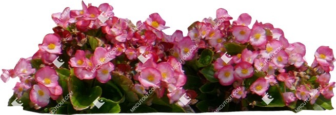 Png flower begonia semperflorens plant cutouts (14688)