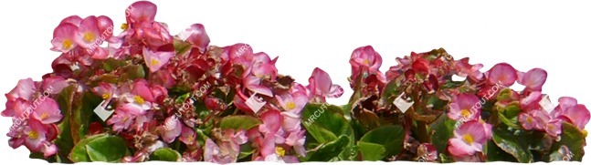 Cut out flower begonia semperflorens plant cutouts (14260)
