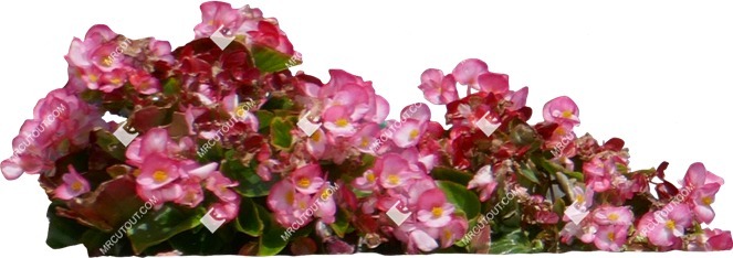 Cutout flower begonia semperflorens plant cutouts (14482)