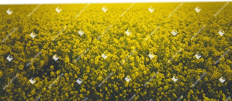 Cut out flower brassica napus other foreground png vegetation (5439)