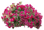 Flower bush rosa  (8882) - miniature