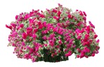 Png flower bush rosa cut out vegetation (8994) - miniature