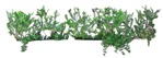 Cut out Flower Cleome Spinosa 0001 | MrCutout.com - miniature