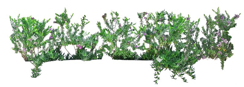Cut out flower cleome spinosa vegetation png (7856)