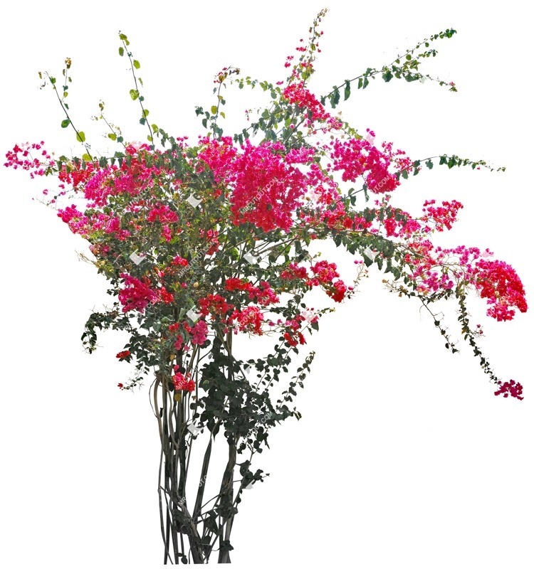 Cutout flower climbing plants vegetation png (3775)