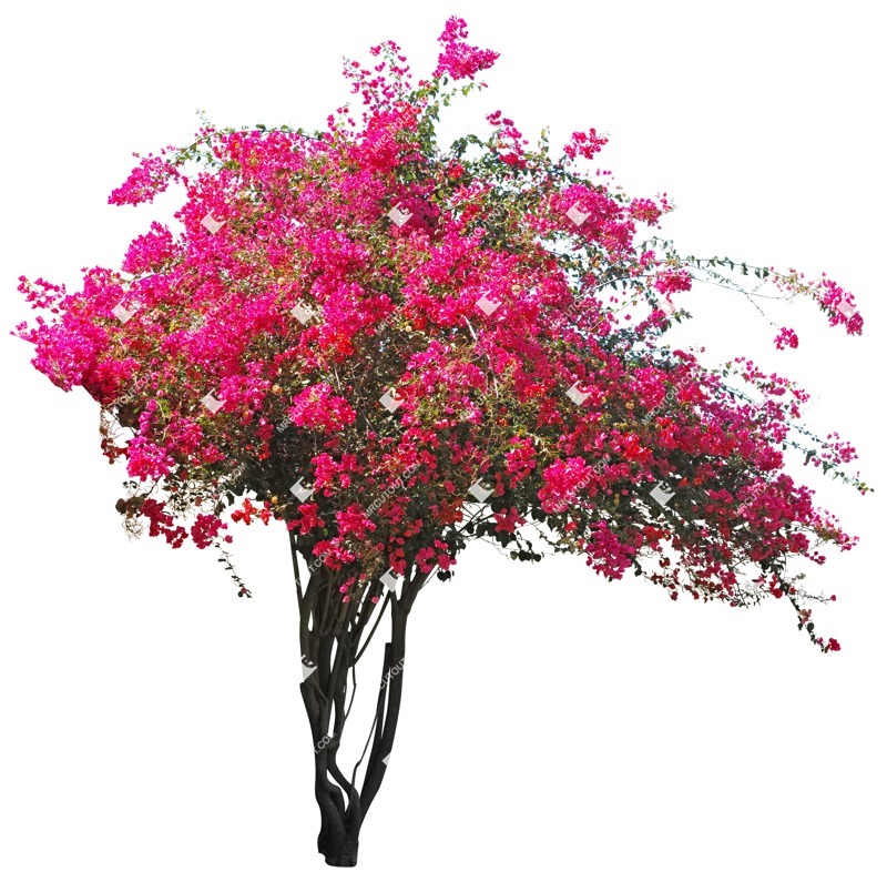 Png flower climbing plants vegetation png (3776)