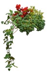 Cut out flower climbing plants plant cutouts (7774) - miniature