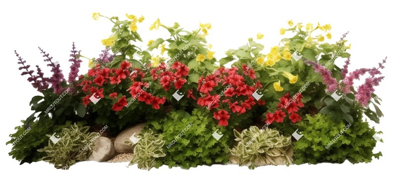 Png flower flowerbed png vegetation (19492)