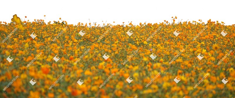 Cutout flower grass png vegetation (1355)