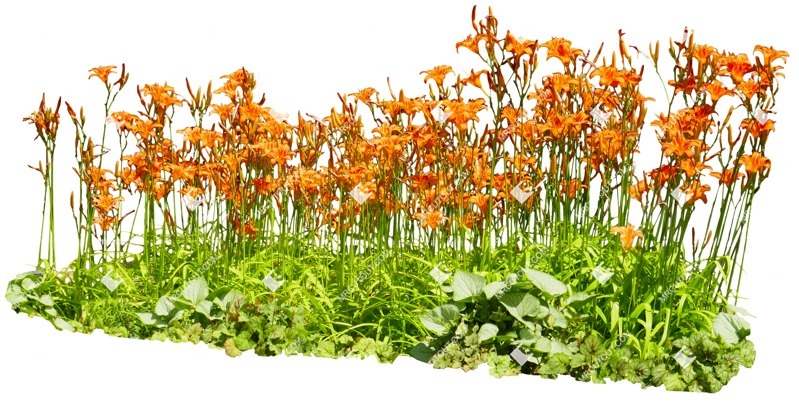 Png flower hemerocallis fulva png vegetation (15082)