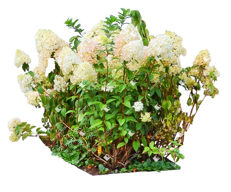 Cut out flower hydrangea arborescens png vegetation (8336)