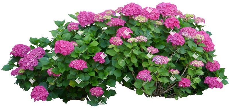 Cut out flower hydrangea arborescens png vegetation (15080)