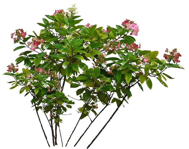 Png flower hydrangea paniculata png vegetation (9063)