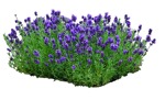Cut out Flower Lavandula Angustifolia 0003 | MrCutout.com - miniature