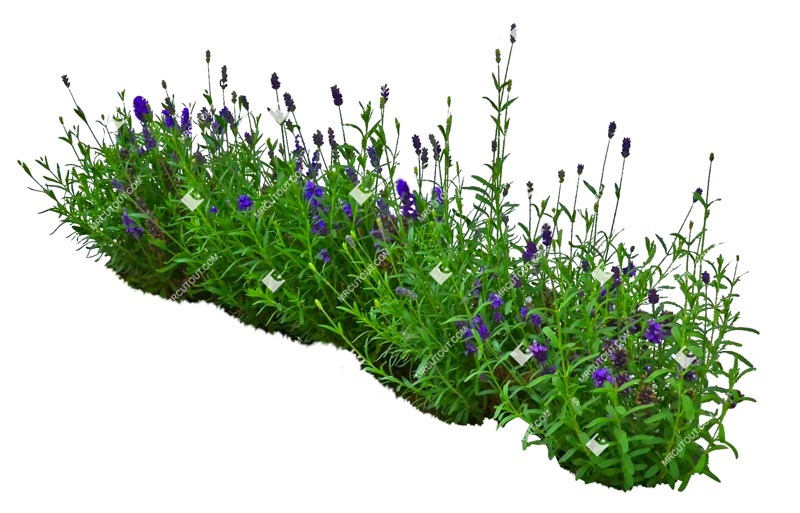 Cut out flower lavandula angustifolia plant cutouts (8448)