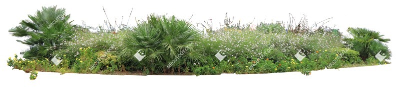 Cut out flower palm cut out vegetation (16681)