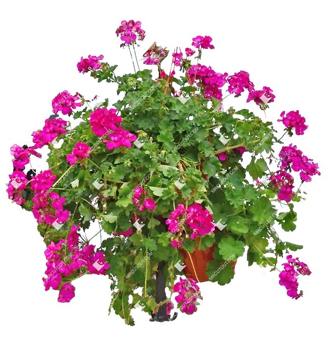 Cut out flower pelargonium plant cutouts (9978)