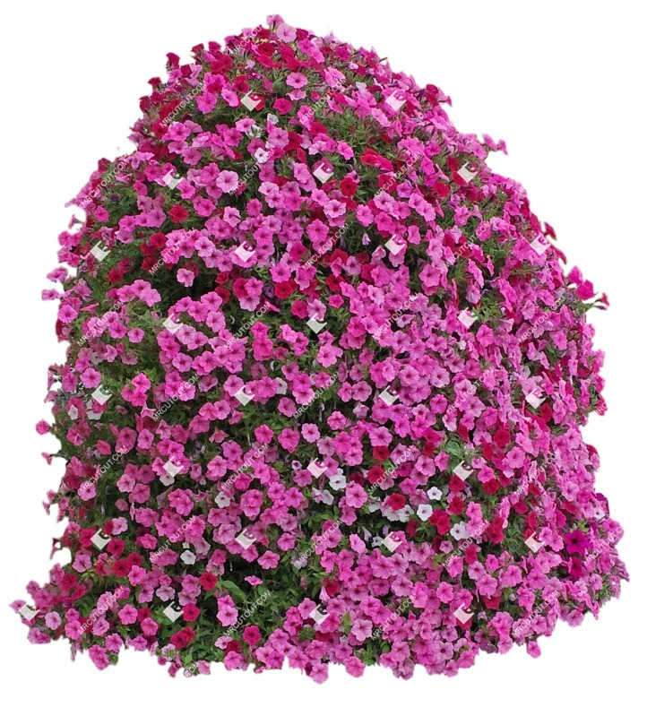 Cut out flower petunia plant cutouts (9648)