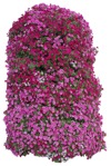 Flower petunia  (9647) - miniature