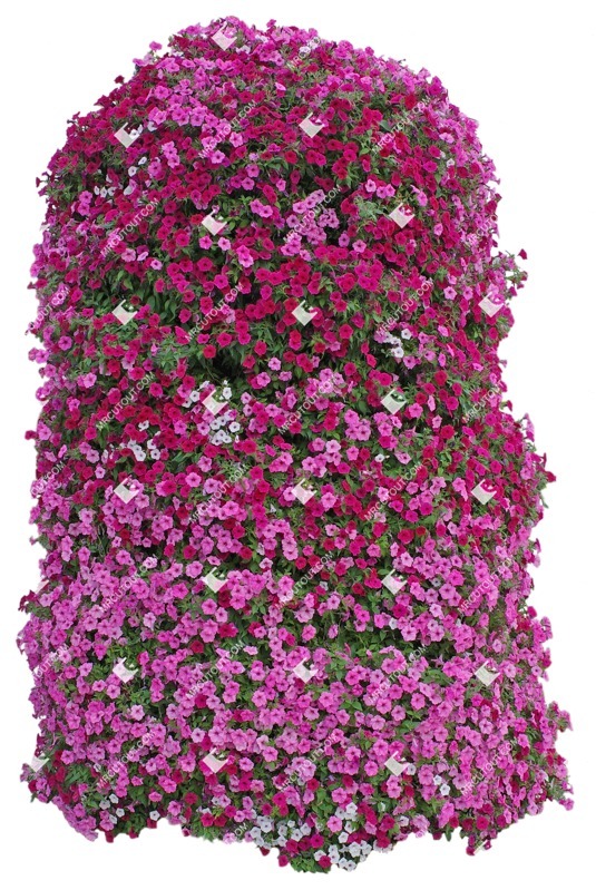 Cutout flower petunia cut out plants (9647)