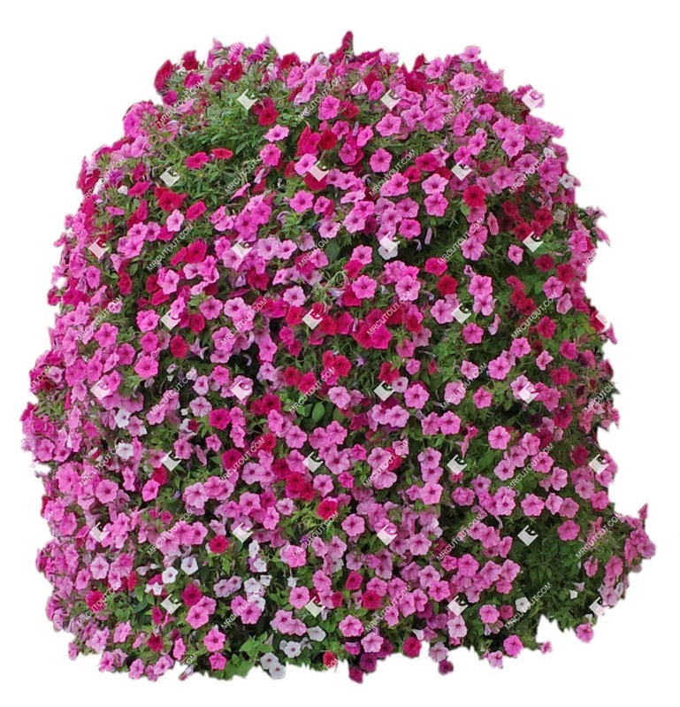 Png flower petunia cut out plants (9646)
