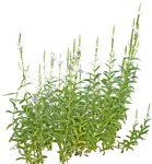 Cut out flower physostegia virginiana alba cutout plant (5359) - miniature