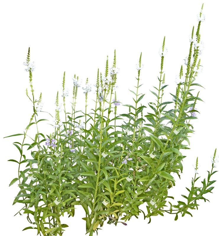 Cut out flower physostegia virginiana alba cutout plant (5397)